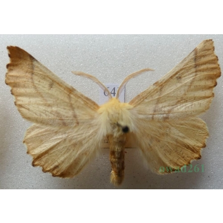 Ennomos autumnaria (Werneburg, 1859) male Latalec jesieniak Czech64j